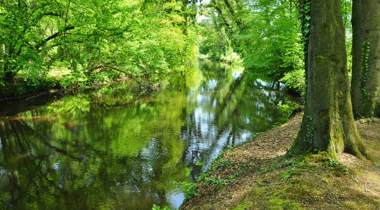 sloot omringd door struiken en bomen