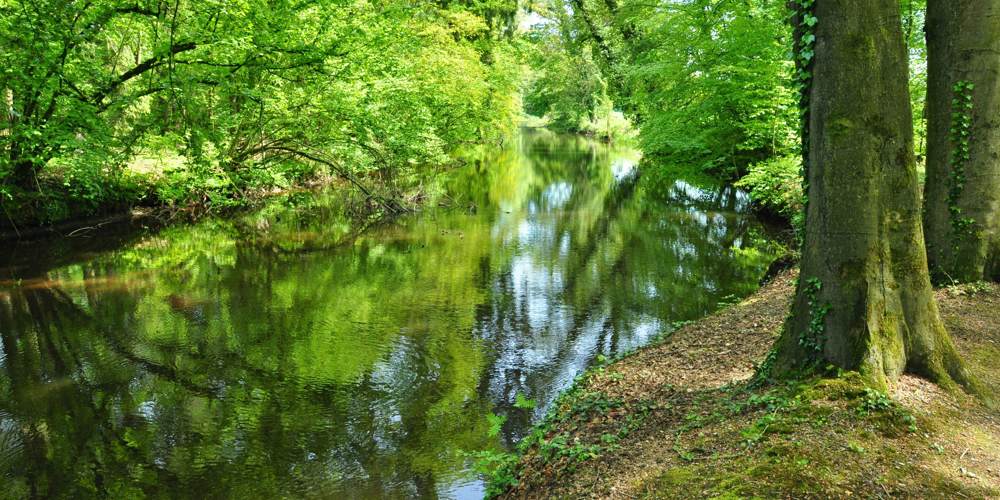 sloot omringd door struiken en bomen