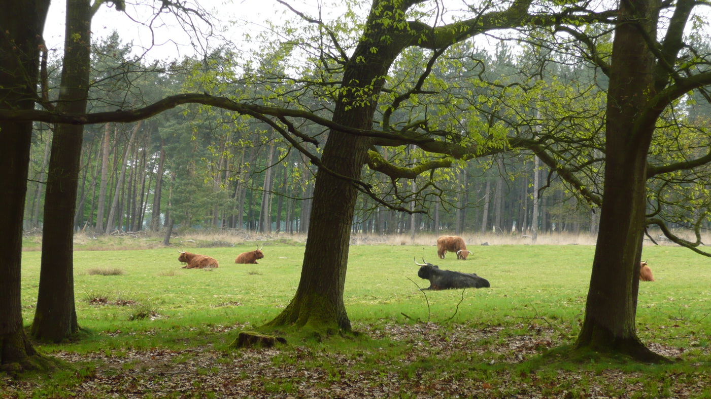 bomen met schotse hooglander koeien op achtergrond