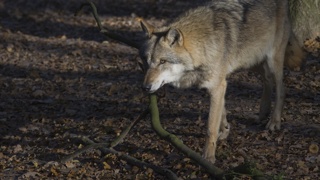 Een solitaire wolf op de Sallandse Heuvelrug. Foto: © Mark Zekhuis