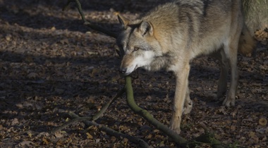 Een solitaire wolf op de Sallandse Heuvelrug. Foto: © Mark Zekhuis