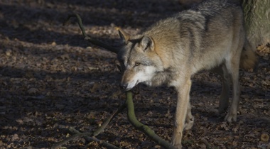 Een solitaire wolf op de Sallandse Heuvelrug. Foto: © Mark Zekhuis