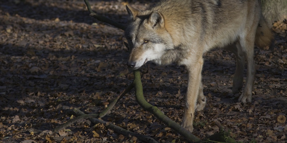Een solitaire wolf op de Sallandse Heuvelrug. Foto: © Mark Zekhuis