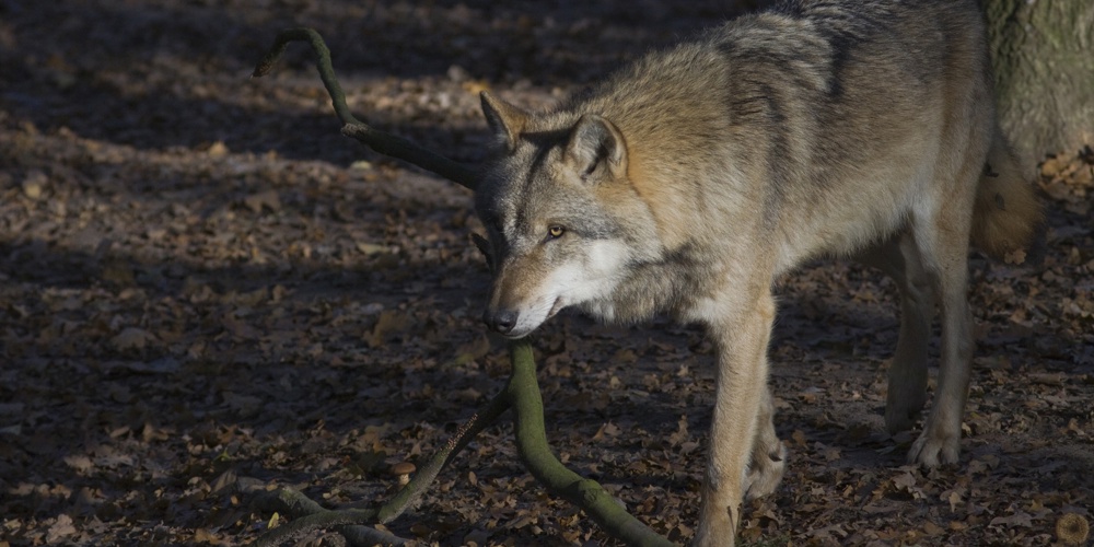 Een solitaire wolf op de Sallandse Heuvelrug. Foto: © Mark Zekhuis