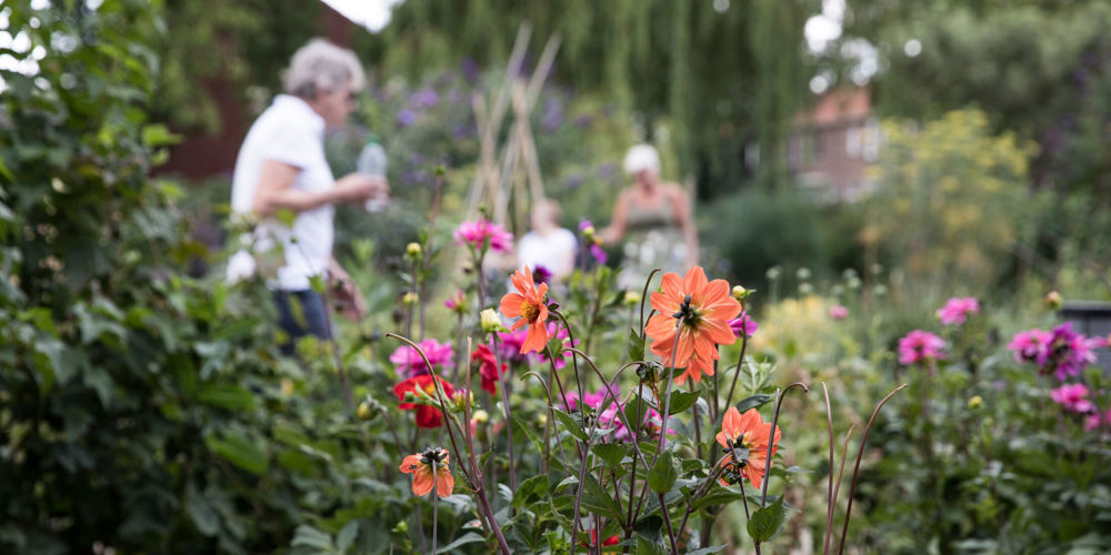 bloemen met hoge planten in tuin met op achtergrond drie mensen