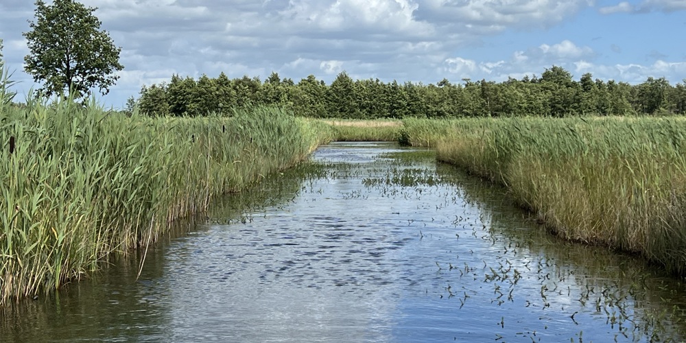 gebied De Wieden - Weerribben_water, riet, bomen