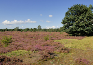 Zonnig heideveld in Borkeld