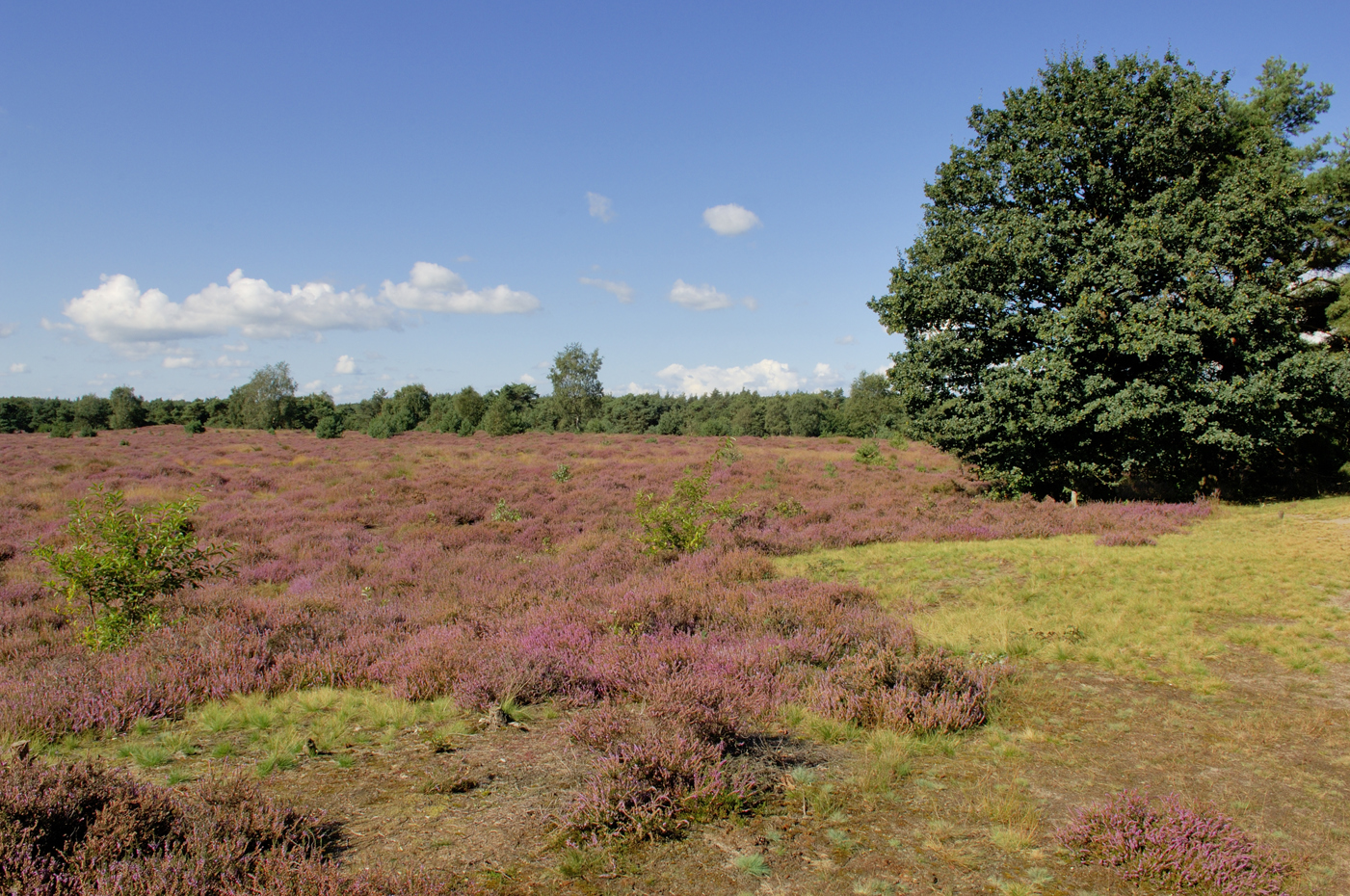 Zonnig heideveld in Borkeld
