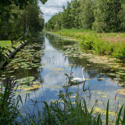 sloot met lelieblad en zwaan erin omringd door bomen
