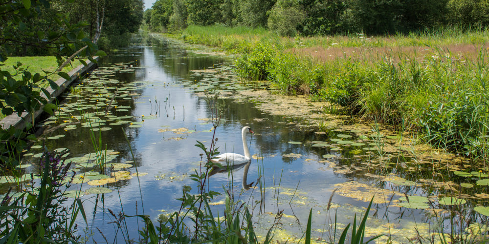 sloot met lelieblad en zwaan erin omringd door bomen