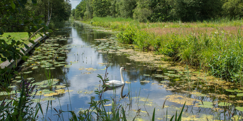 sloot met lelieblad en zwaan erin omringd door bomen