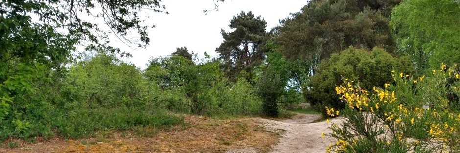 zandpad langs bomen en struiken