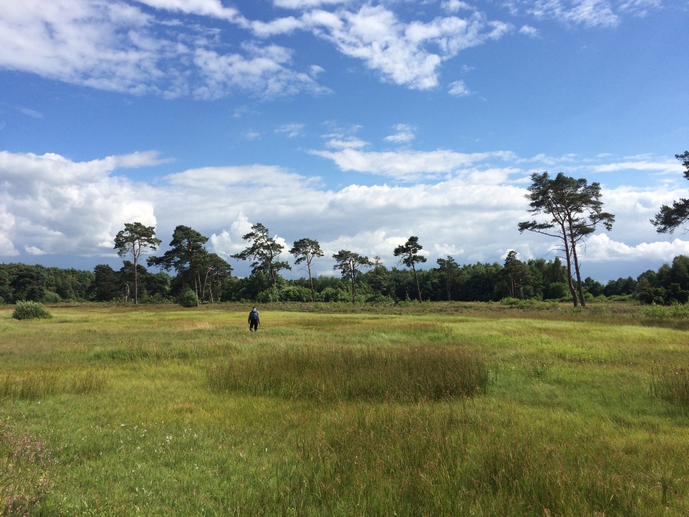 landschap met bomen en bos en een persoon 