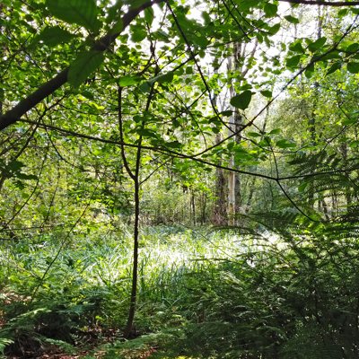 bomen en hoog gras
