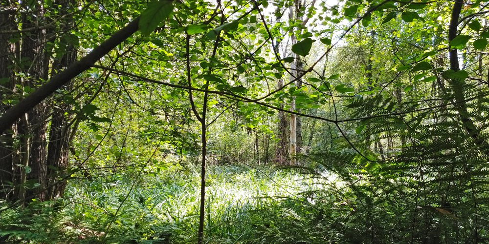 bomen en hoog gras