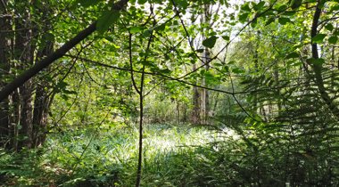 bomen en hoog gras
