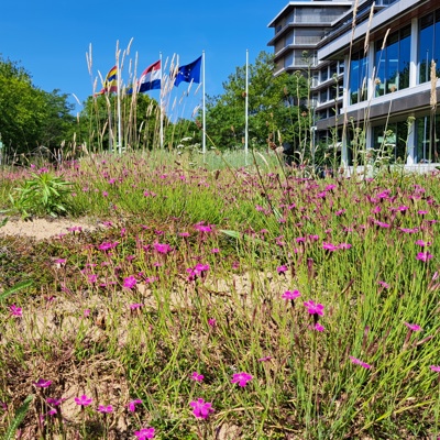 Rivierduinlandschap met roze bloemen voor het provinciehuis