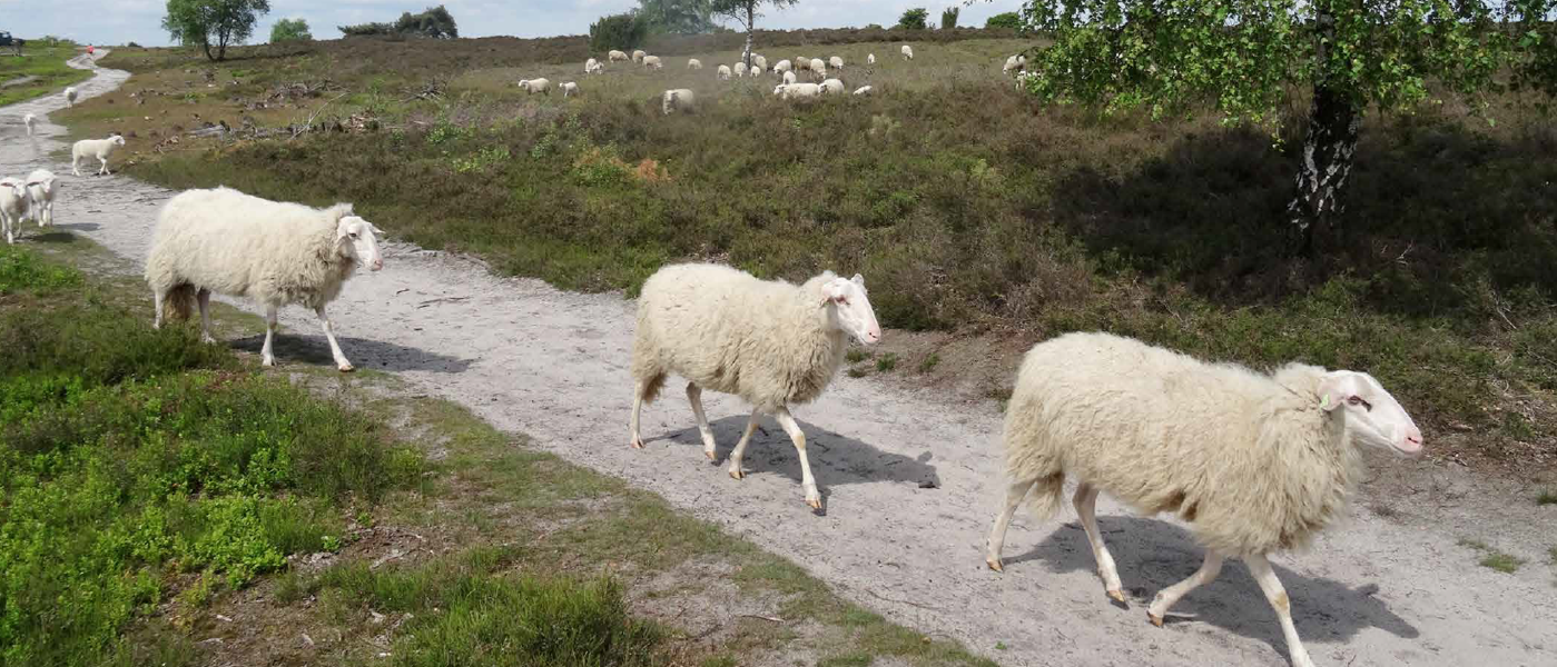 schapen lopen op zandpad in natuurgebied