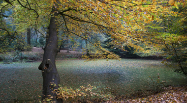 foto van een boom in de herfst voor een grote sloot in het bos