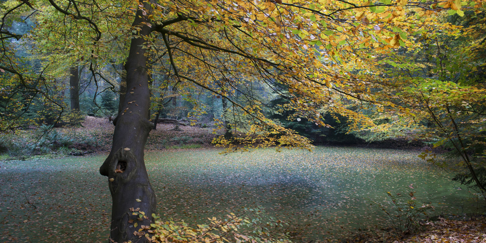 foto van een boom in de herfst voor een grote sloot in het bos