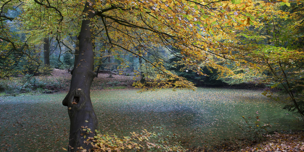 foto van een boom in de herfst voor een grote sloot in het bos