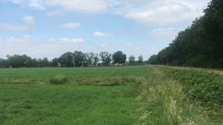 Weiland omringd met houtwallen