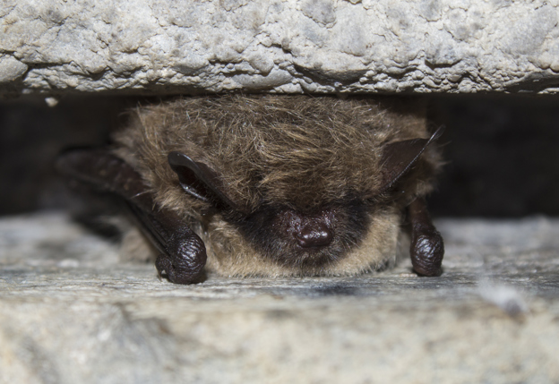 Een baardvleermuis die rust in een spouw.