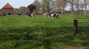 Een weiland met koeien, een boerderij met rood dak op de achtergrond en bomen rondom het veld onder een blauwe lucht.