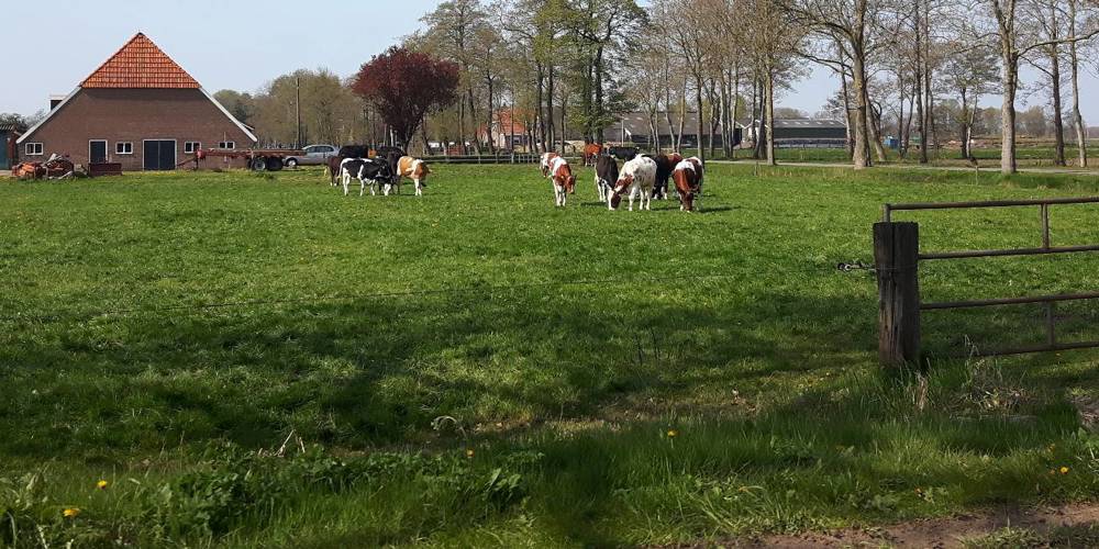Een weiland met koeien, een boerderij met rood dak op de achtergrond en bomen rondom het veld onder een blauwe lucht.