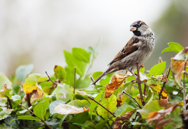 huismus op struik met groene bladeren