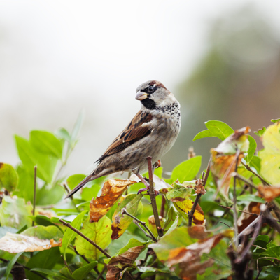 huismus op struik met groene bladeren