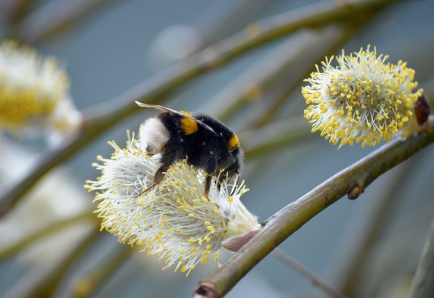 Hommel op een wilgenkatje