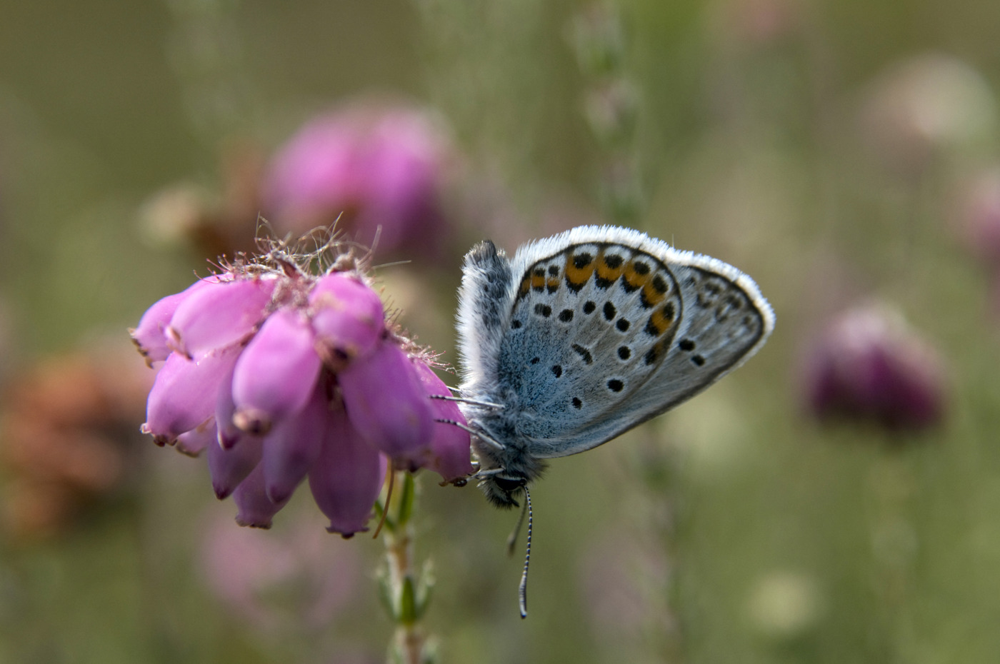 Zijkant vlinder op paarse bloem