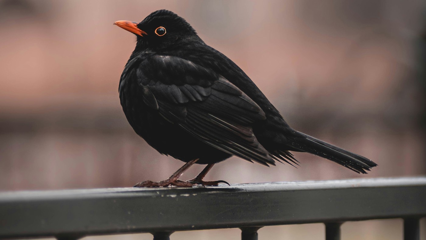 Een mannetjesmerel zit op een metalen hek - Fotograaf Jane Duursma (Unsplash)