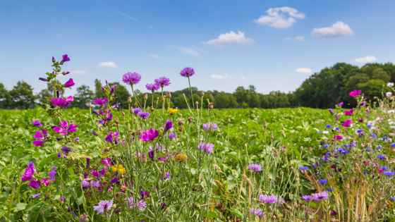foto van bloemrijke weide met paarse bloemen