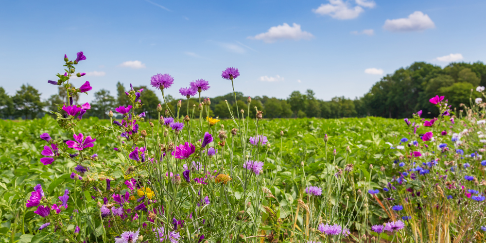 foto van bloemrijke weide met paarse bloemen