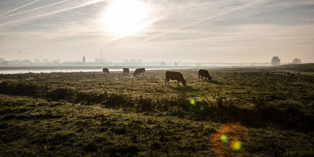 Koeien in een wei (foto tegen het licht in genomen)