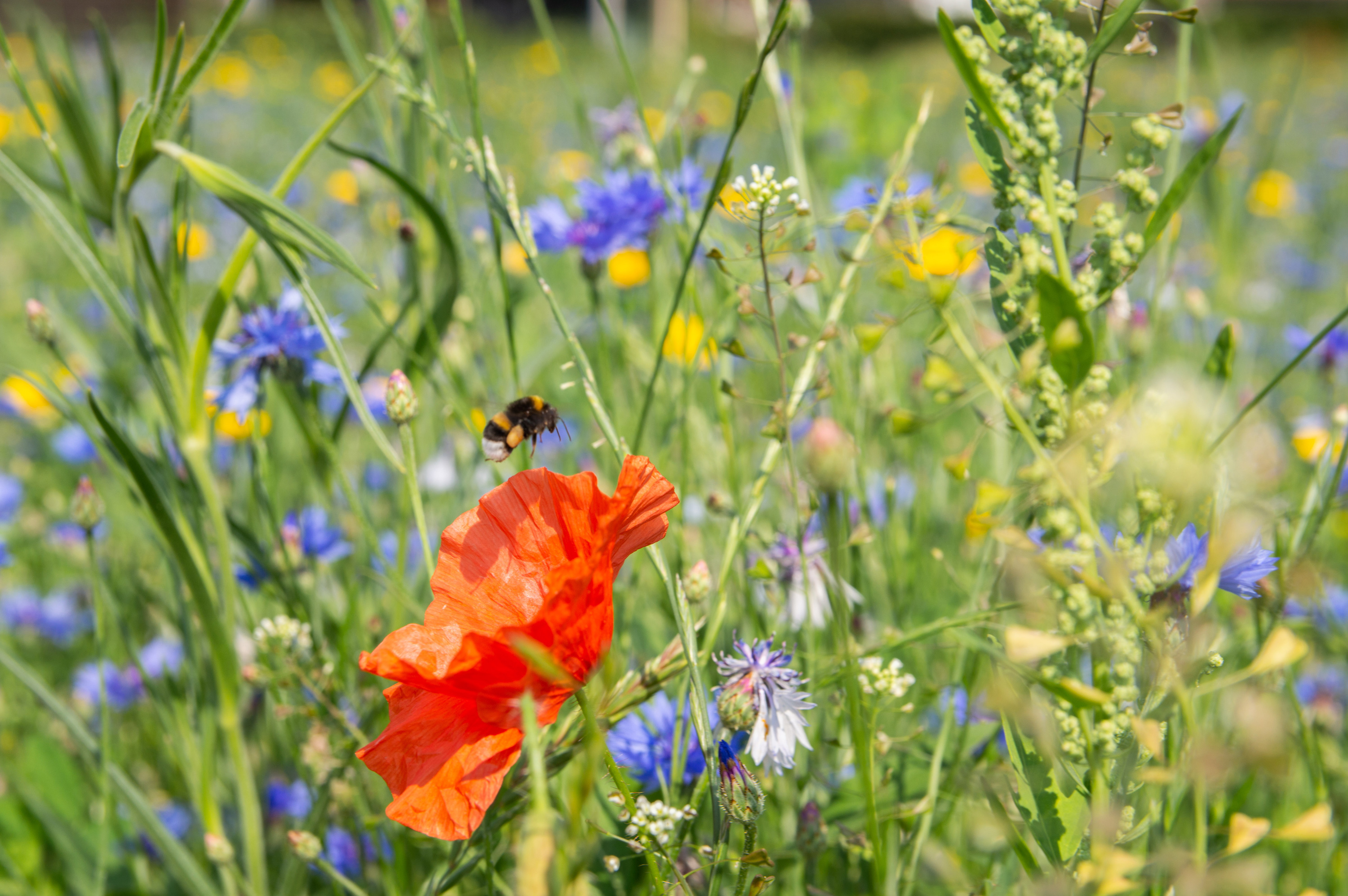 hoog gras met paarse, gele en rode bloemen en een bij bij een rode bloem