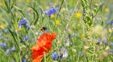 hoog gras met paarse, gele en rode bloemen en een bij bij een rode bloem