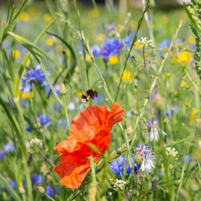 hoog gras met paarse, gele en rode bloemen en een bij bij een rode bloem