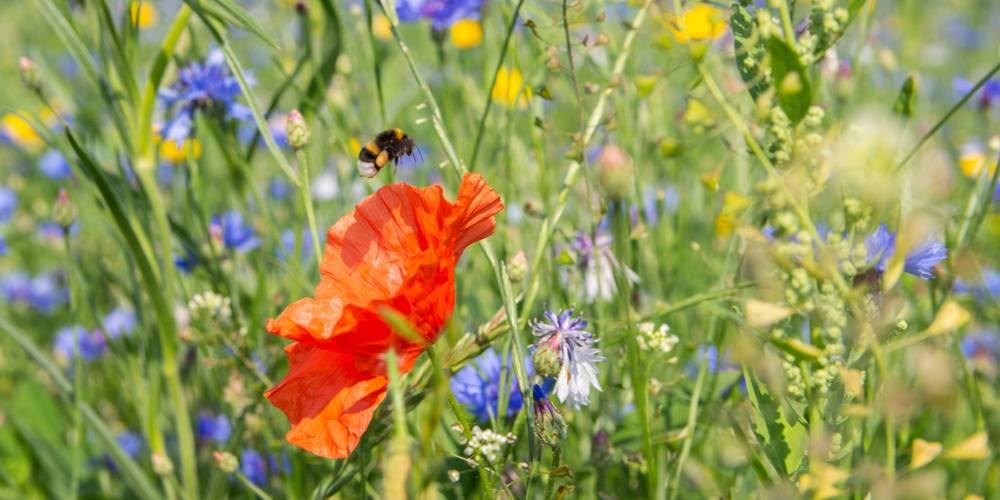 hoog gras met paarse, gele en rode bloemen en een bij bij een rode bloem