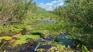 Moerassig natuurgebied met waterplanten, riet en groene vegetatie onder een blauwe lucht met wolken.
