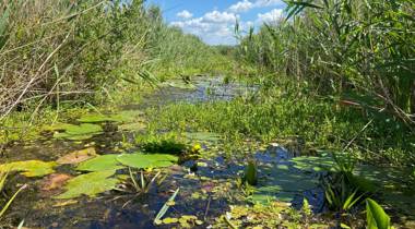 Moerassig natuurgebied met waterplanten, riet en groene vegetatie onder een blauwe lucht met wolken.