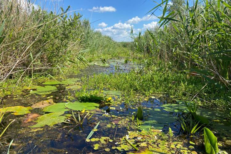 Drones in De Wieden: onderzoek naar exoten tot half december