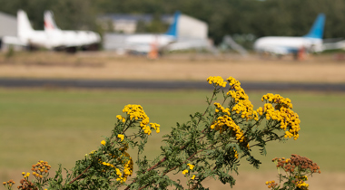 Close up van gele bloemen