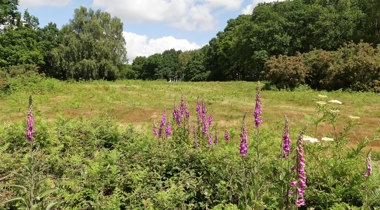 landschap met paarse bloemen op de voorgrond omringd door bomen en struiken