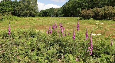 landschap met paarse bloemen op de voorgrond omringd door bomen en struiken