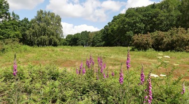 landschap met paarse bloemen op de voorgrond omringd door bomen en struiken