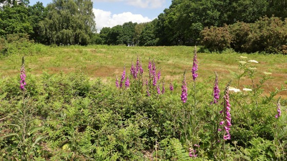 landschap met paarse bloemen op de voorgrond omringd door bomen en struiken