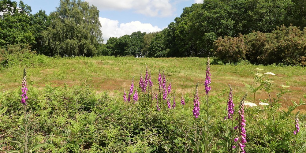 landschap met paarse bloemen op de voorgrond omringd door bomen en struiken